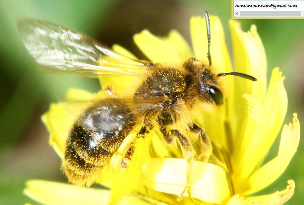 Andrena okinawana