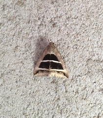 Grammodes bifasciata