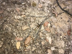 Novaranea queribunda