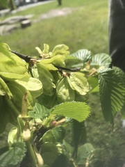 Ulmus