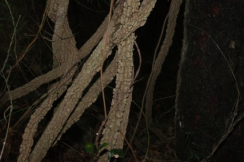 Secamone elliptica observed 2026-10-20