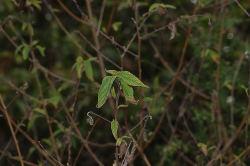 Trema tomentosum observed 2026-10-20