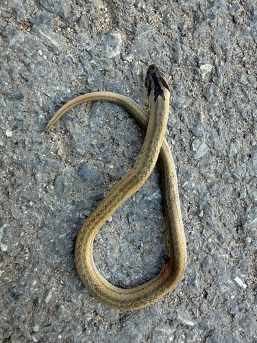 Oligodon cyclurus, 2026-10-20