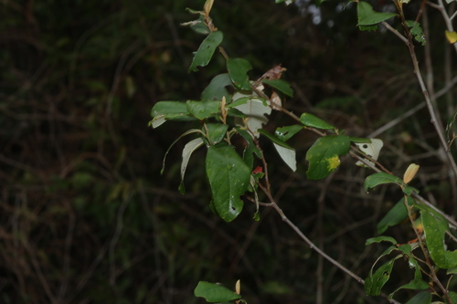 Alphitonia excelsa observed 2026-10-20