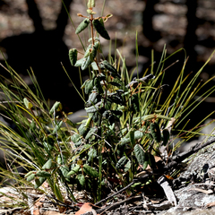Correa reflexa reflexa