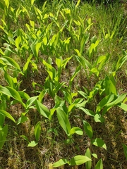 Convallaria majalis