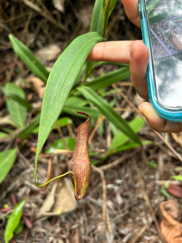 Nepenthes gracilis observed 2026-10-20