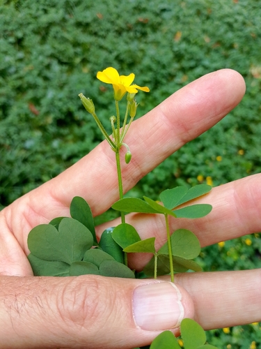 slender yellow woodsorrel