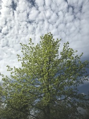 Magnoliopsida