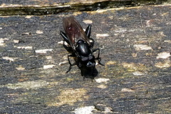 Chalcosyrphus