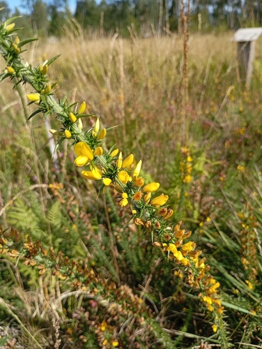 Ulex minor observed 2026-10-20
