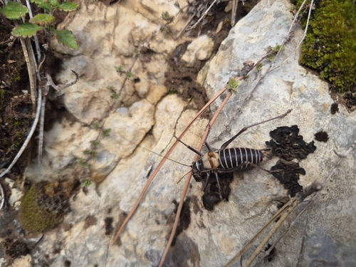 Western Saddle Bush-cricket
