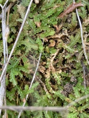 Selaginella mittenii