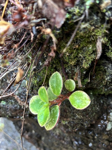 Peperomia leptostachya observed 2026-10-19