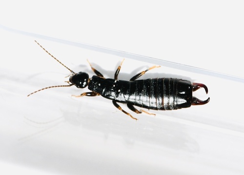 Euborellia moesta