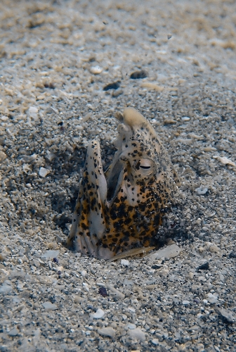 Callechelys marmorata observed 2026-10-20
