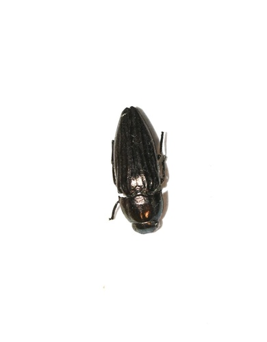Sphenoptera gemmata