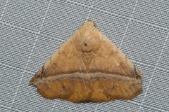 Eublemma crassiuscula