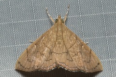 Hyalobathra