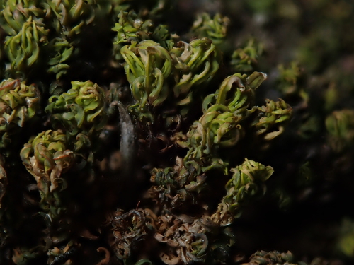 Encalypta streptocarpa observed 2026-10-20