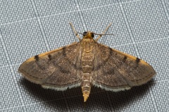 Omiodes dispilotalis