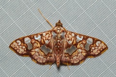 Glyphodes canthusalis