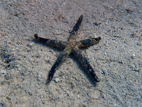Linckia multifora observed 2026-10-20