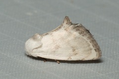 Niphopyralis