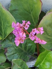 Bergenia
