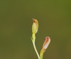 Pterostylis clivosa