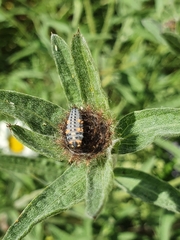 Coccinella septempunctata