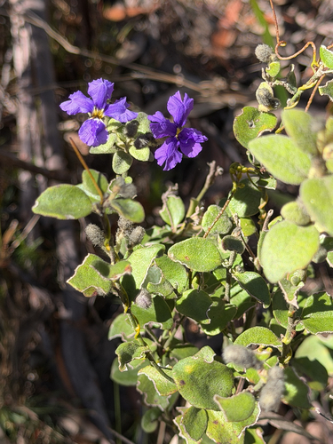 Dampiera purpurea observed 2026-10-20