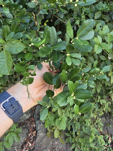Severinia observed 2026-10-18