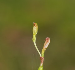 Pterostylis clivosa
