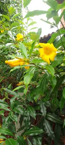 Allamanda cathartica observed 2026-10-18