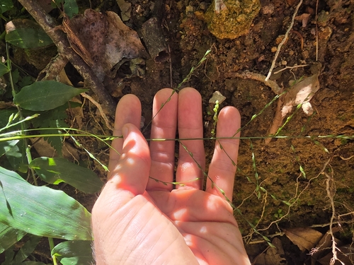 Ichnanthus pallens observed 2026-10-18