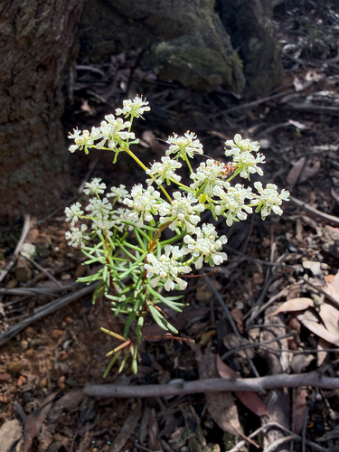 Poranthera corymbosa, 2026-10-20