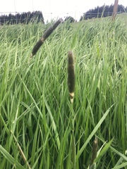 Alopecurus pratensis