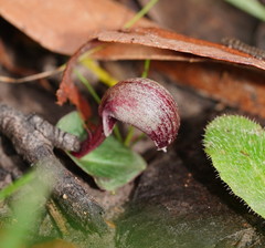 Corybas aconitiflorus