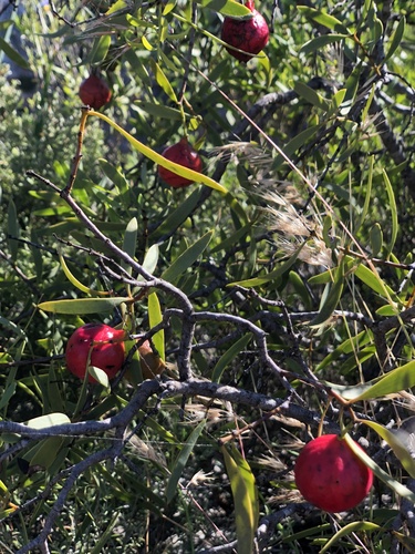 Santalum acuminatum observed 2026-10-17