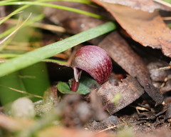 Corybas aconitiflorus
