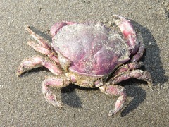 Platyxanthus orbignyi