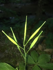 Cardamine pentaphyllos