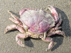 Platyxanthus orbignyi