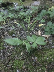 Cardamine pentaphyllos