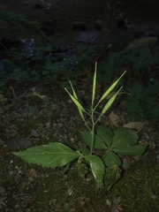 Cardamine pentaphyllos