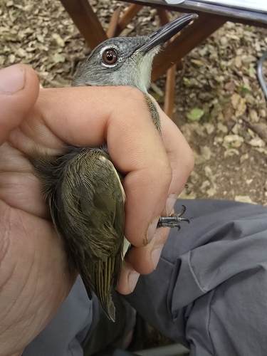 iNaturalist image