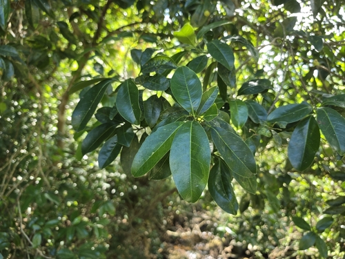 Acronychia pedunculata observed 2026-10-18