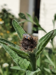 Coccinella septempunctata