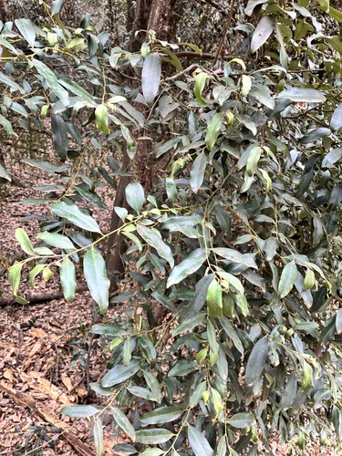 Diospyros australis observed 2026-10-13
